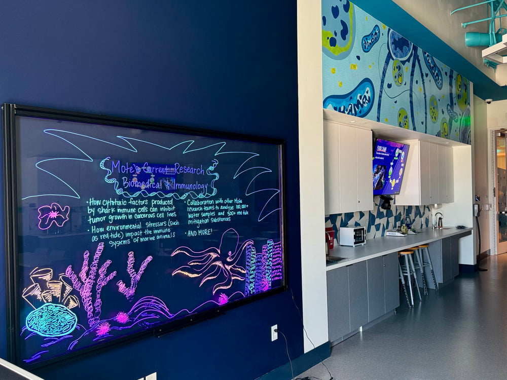 Wall Mounted Lightboard (Internally Lit Glass Markerboard)